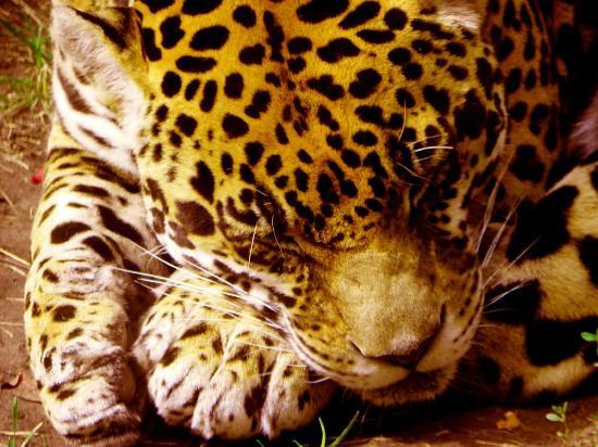 Bramble Park Zoo