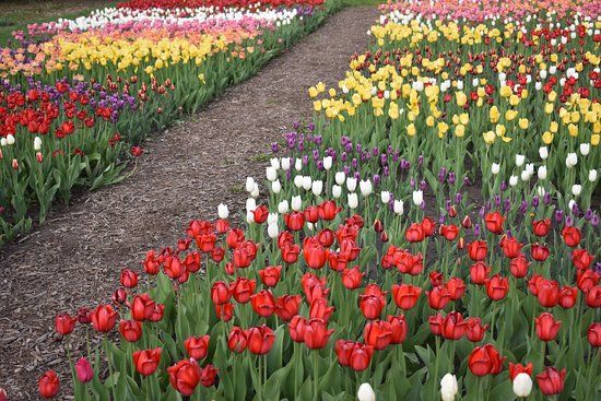 McCrory Gardens