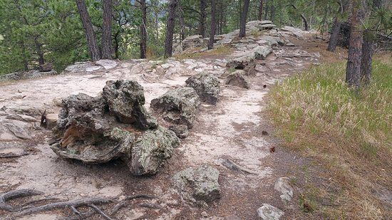 Petrified Forest of the Black Hills